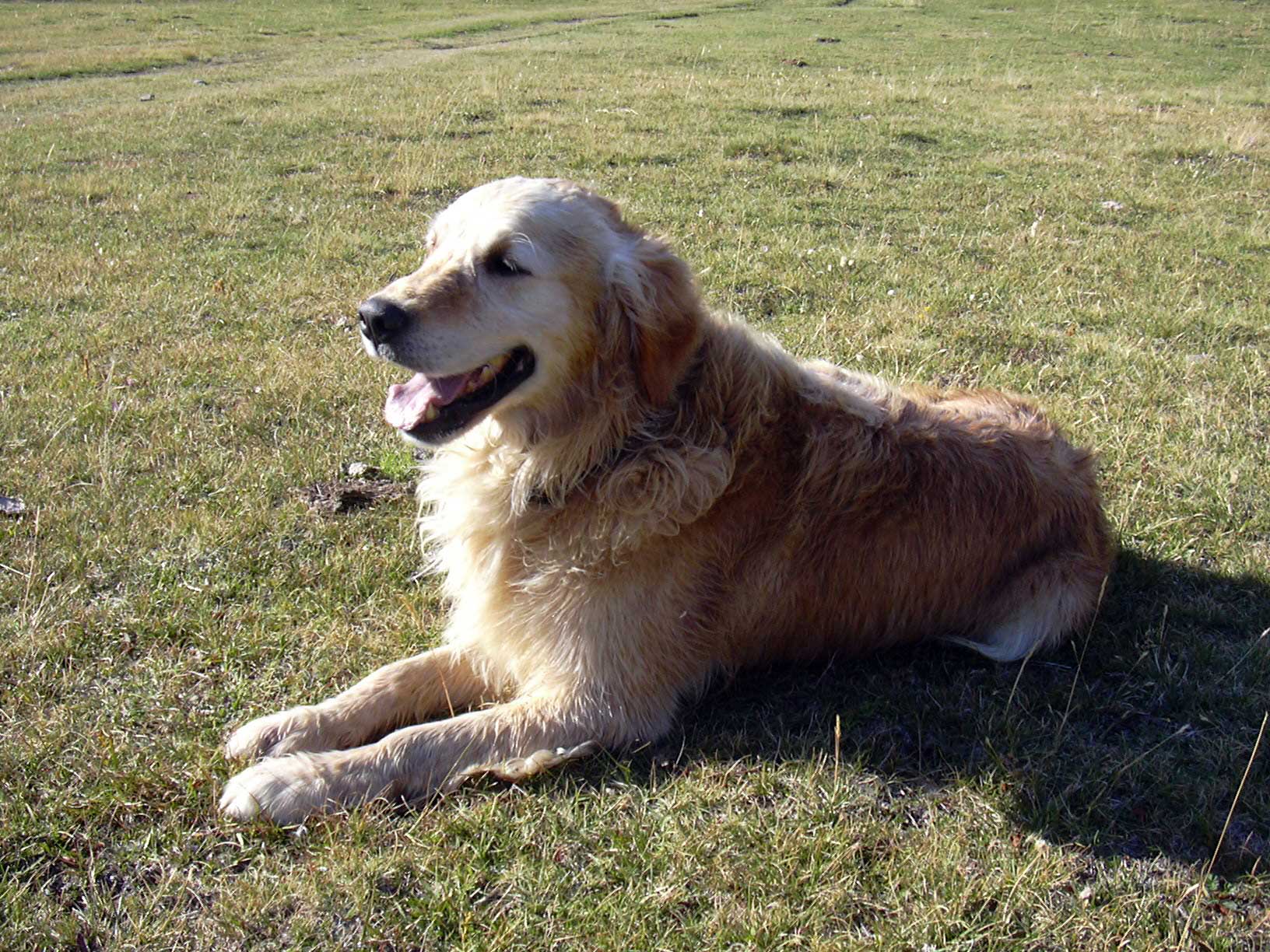 Adiestrador canino y residencia para perros en Barrika, Bizkaia