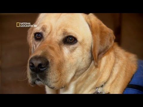 Perros Extraordinarios HD - Serie Documental - National Geographic - SobreNaturaleza
