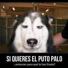Adiestramiento para perros en Barrika, Bizkaia